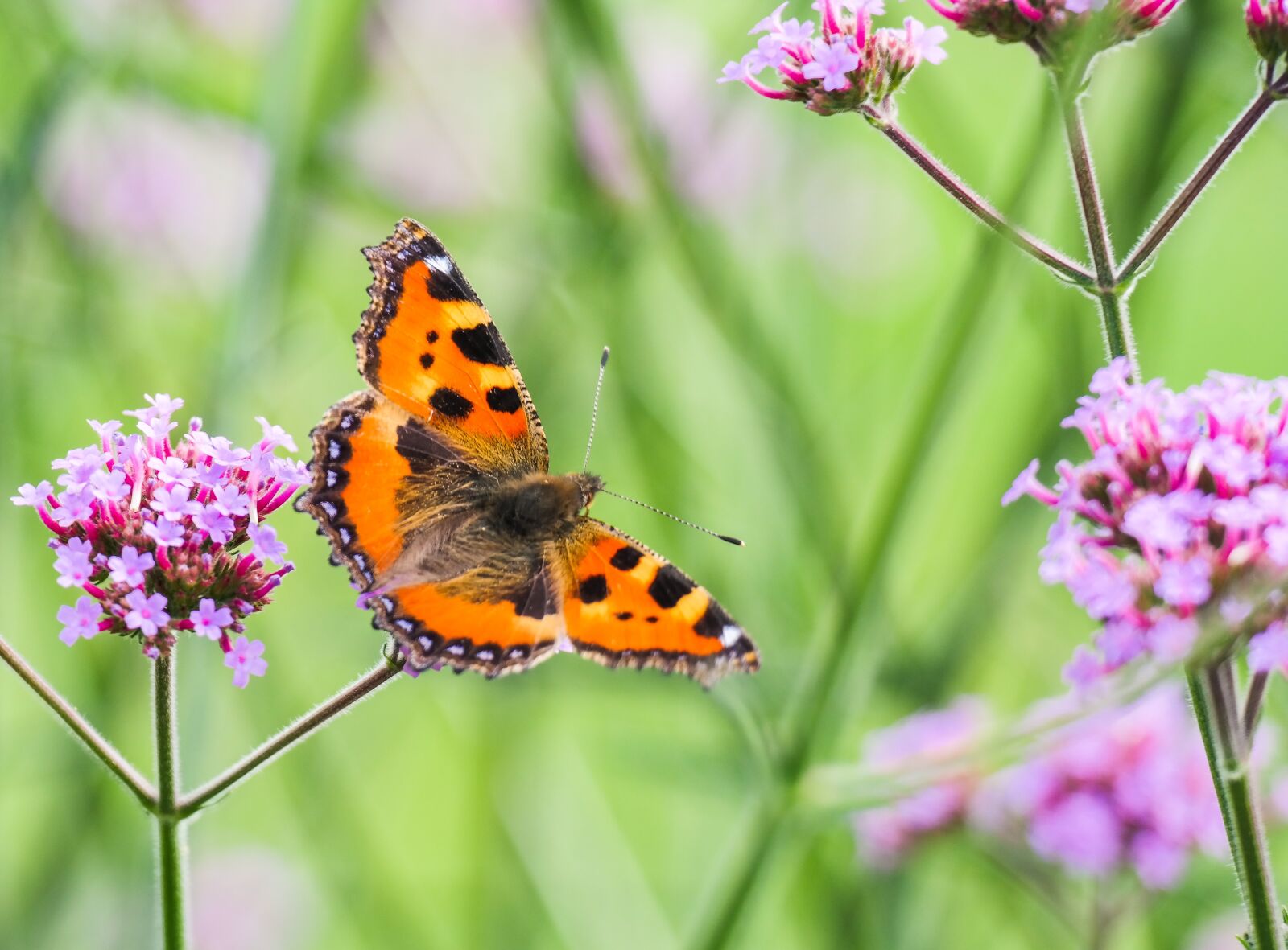 Samsung NX300 sample photo. Butterfly, little fox, butterflies photography