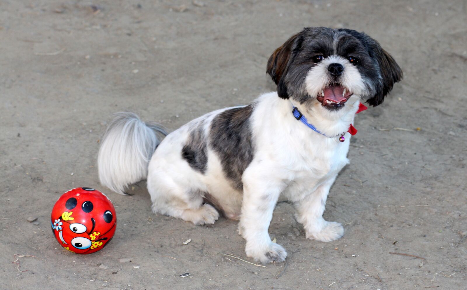 Canon EOS 700D (EOS Rebel T5i / EOS Kiss X7i) + Canon EF 85mm F1.8 USM sample photo. Dog, play, ball photography