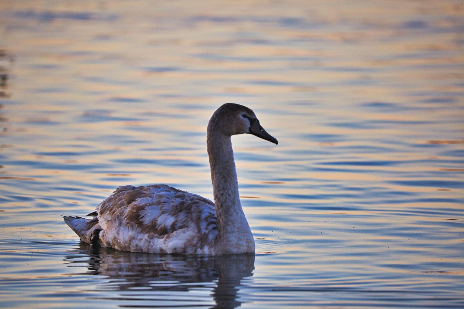 Canon EOS 6D + Tamron SP 150-600mm F5-6.3 Di VC USD sample photo. Young swan, bird, pond photography