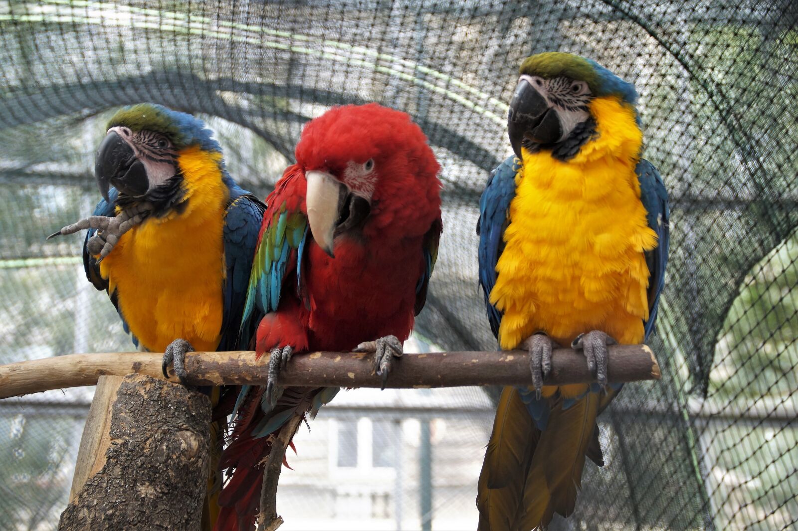 Sony SLT-A58 sample photo. Parrots, macaws, birds photography