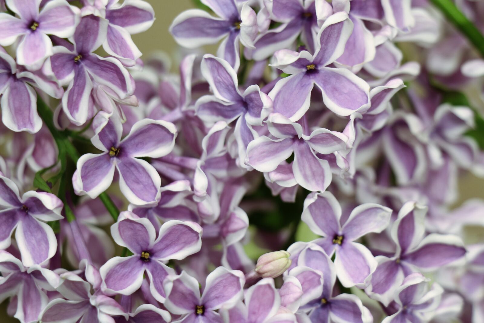 Canon EOS 77D (EOS 9000D / EOS 770D) sample photo. Lilac, spring, nature photography