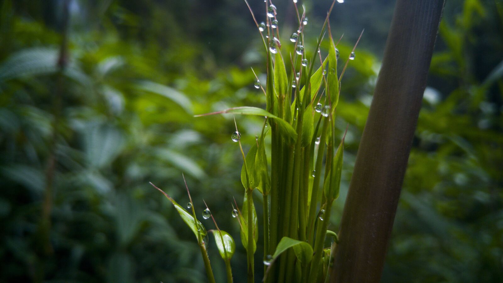LG G4 sample photo. Leaf, plant, nature photography