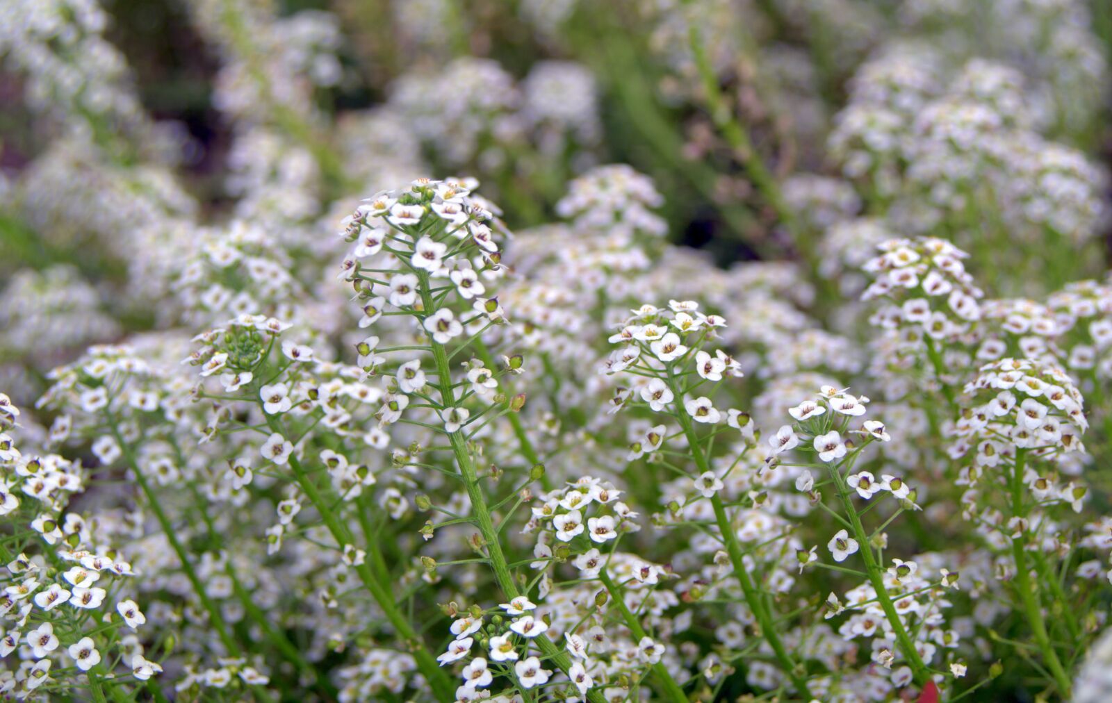 Pentax K-S2 sample photo. Tiny flowers, small flowers photography