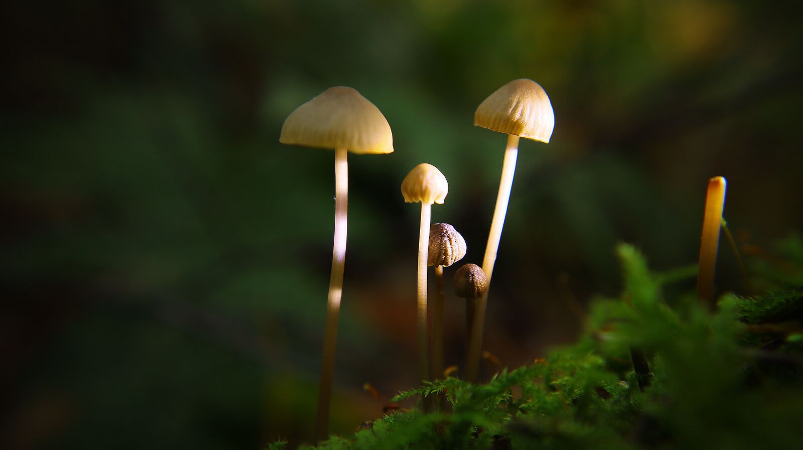 Canon EF-M 15-45mm F3.5-6.3 IS STM sample photo. Mushroom, close up, forest photography