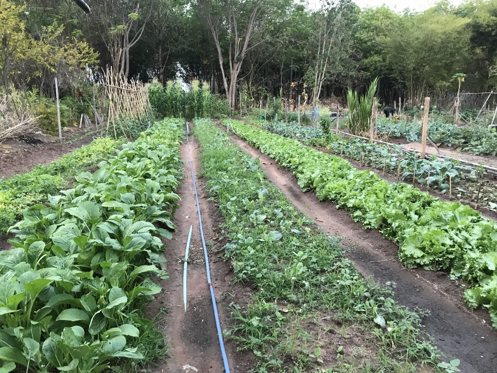 iPhone 7 back camera 3.99mm f/1.8 sample photo. Vegetable, farm, organic photography