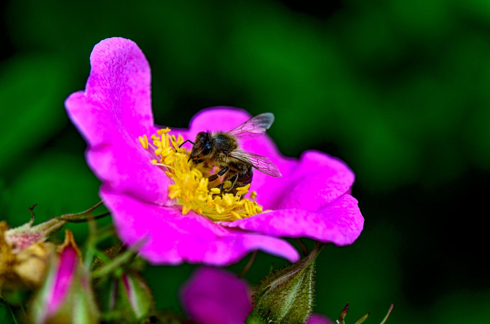Nikon D7000 sample photo. Bee, flower, insect photography