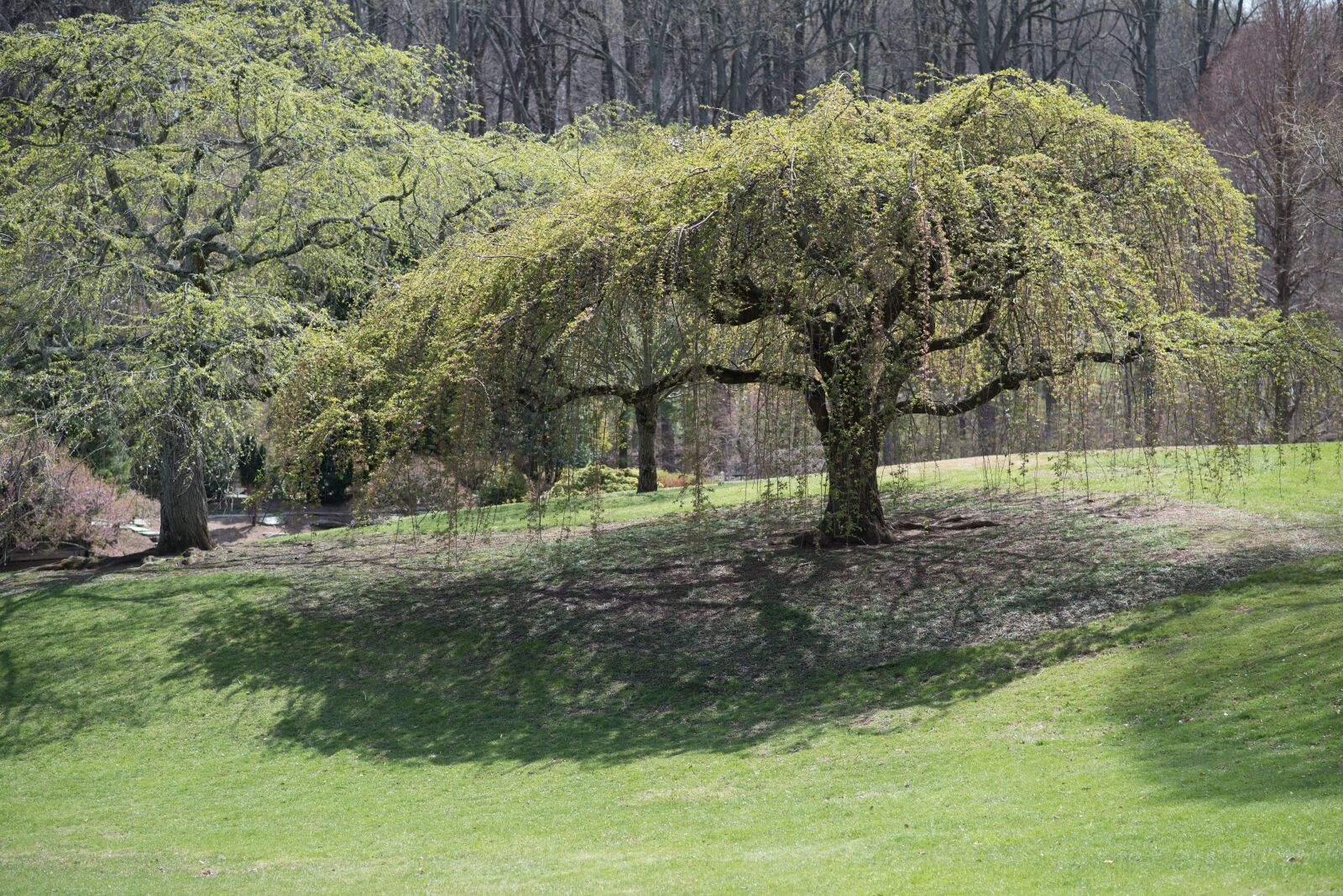 Nikon D750 sample photo. Cherry tree, sherwood gardens photography