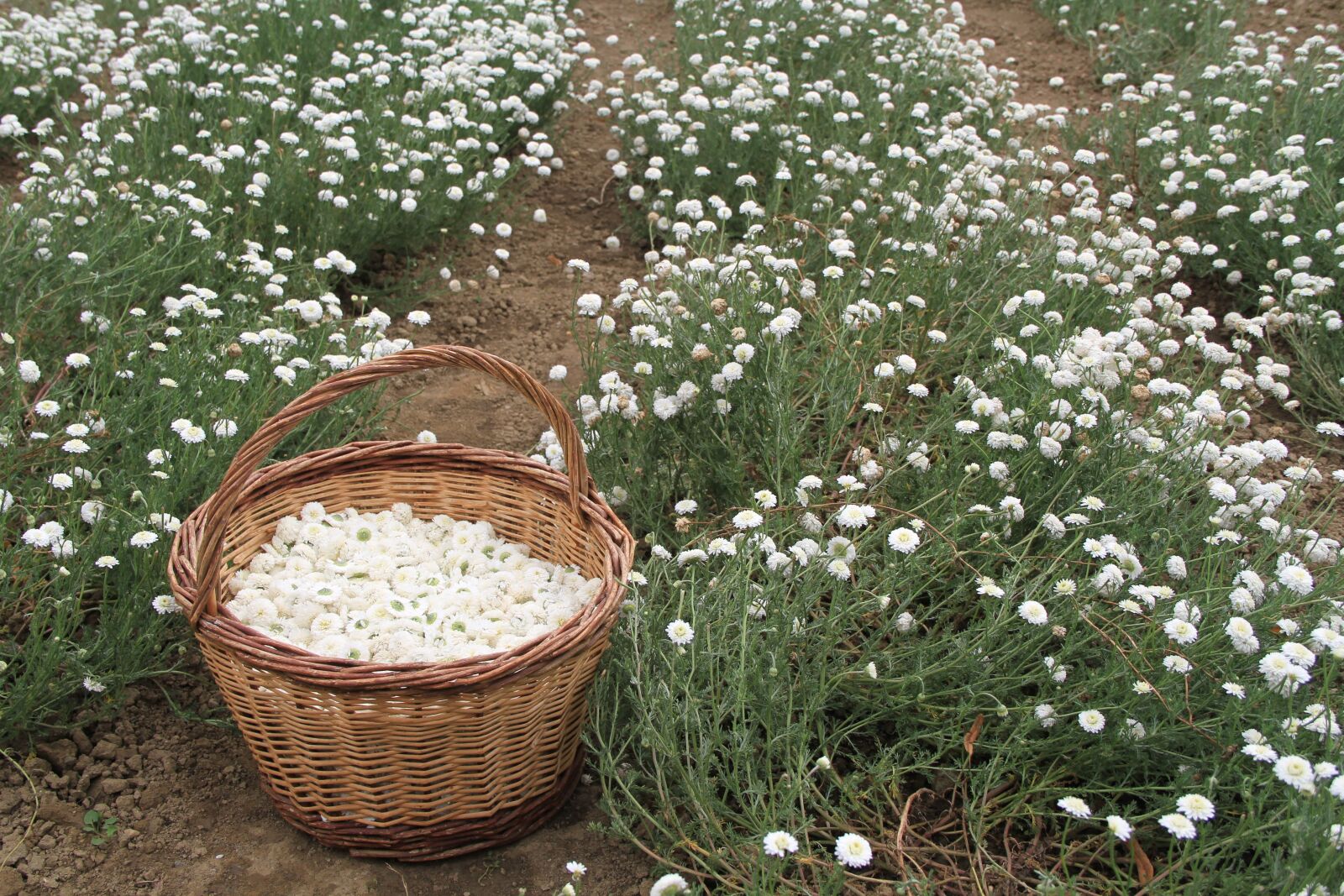 Canon EOS 7D sample photo. Chamomile, medicinal plants, nature photography