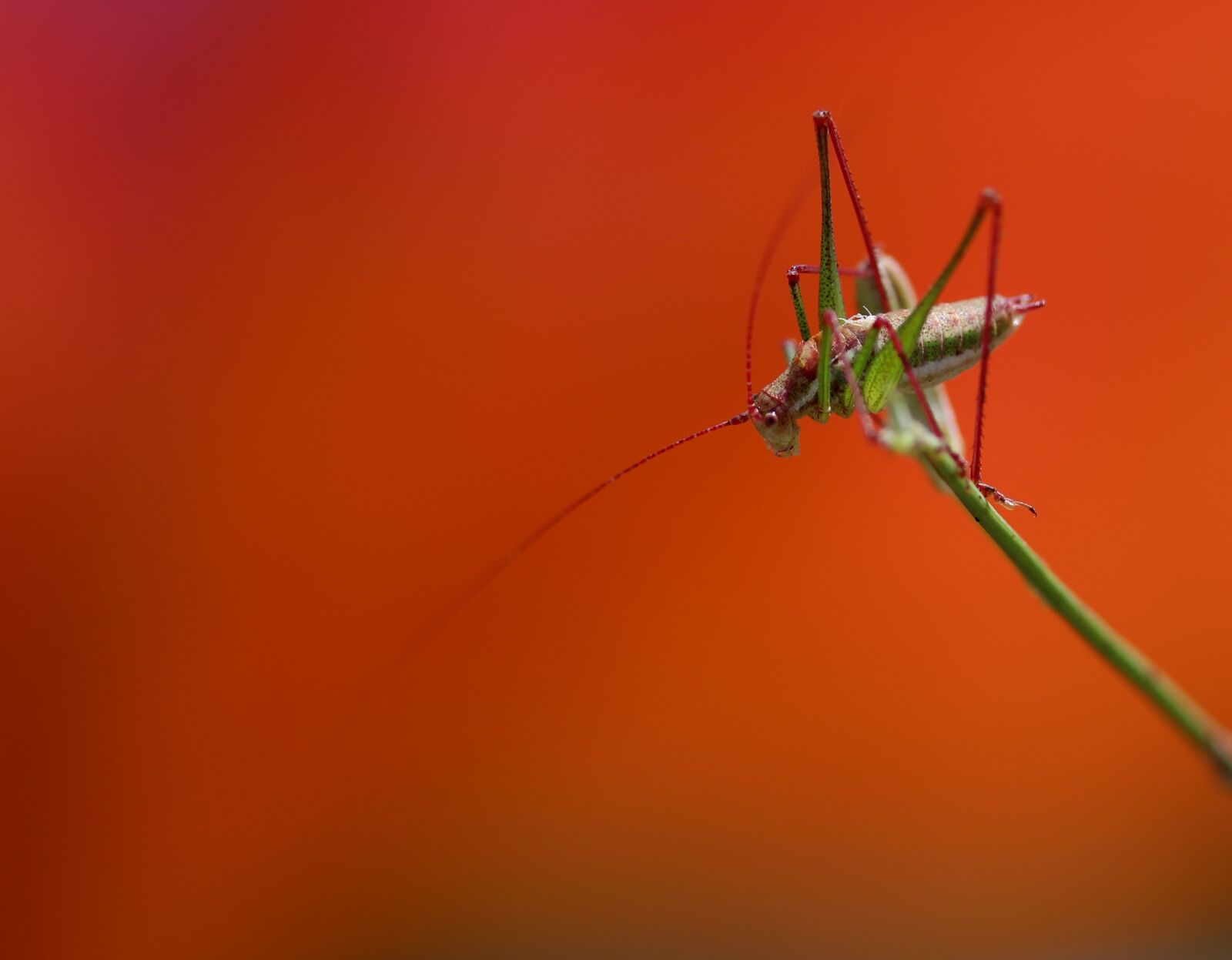 Canon EF-S 60mm F2.8 Macro USM sample photo. Grasshopper, plant, rest photography