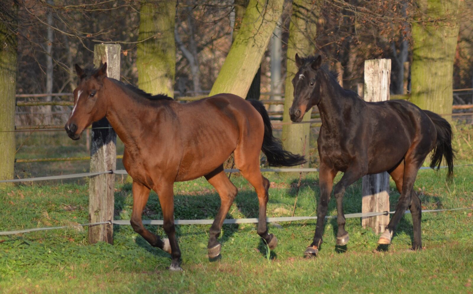 Nikon D5100 sample photo. Horses, animal, horse riding photography