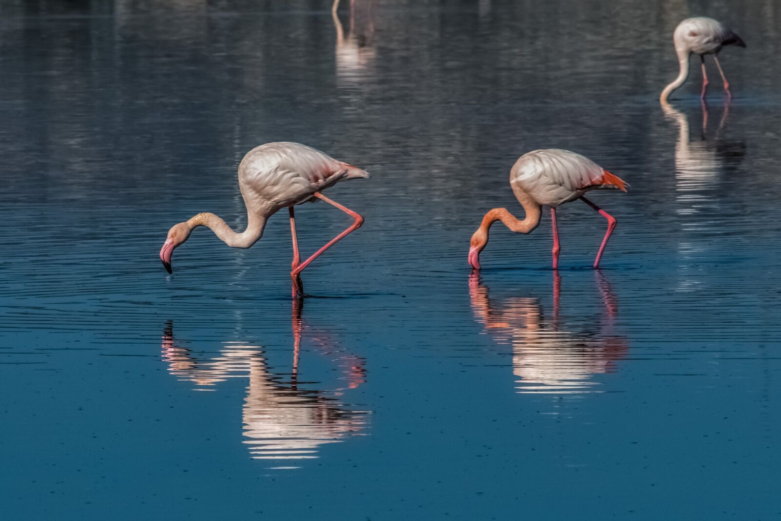 Nikon D3300 sample photo. Flamingo, bird, wildlife photography