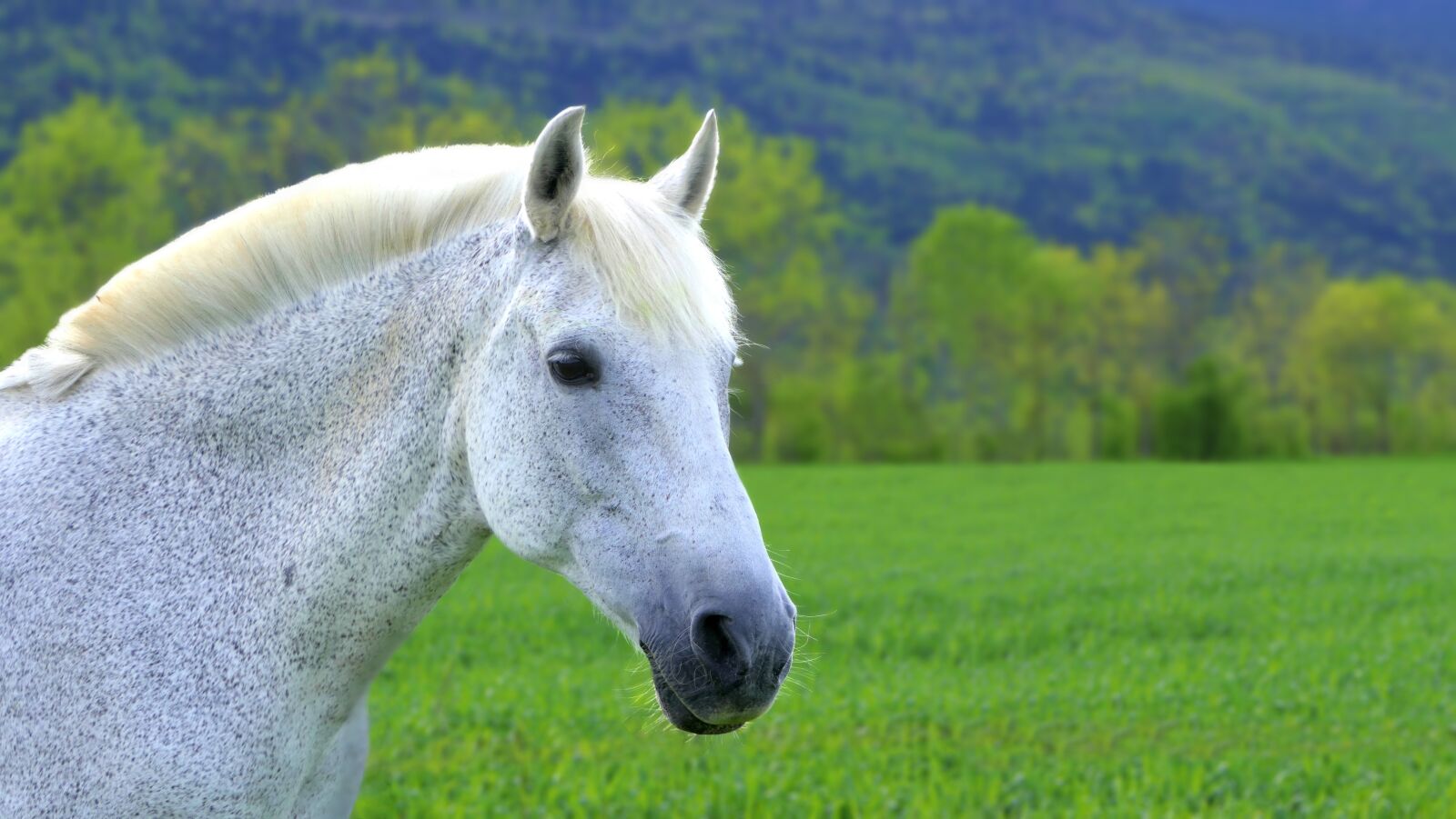 Panasonic Lumix DMC-FZ2500 (Lumix DMC-FZ2000) sample photo. Horse, white, mare photography