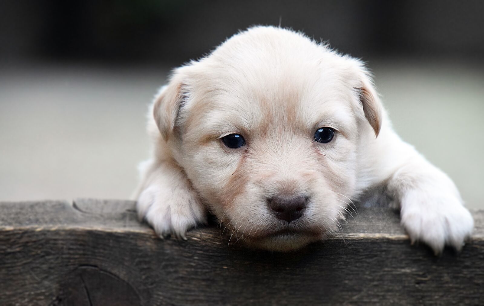 Nikon D3300 sample photo. Dog, cute, mammal photography