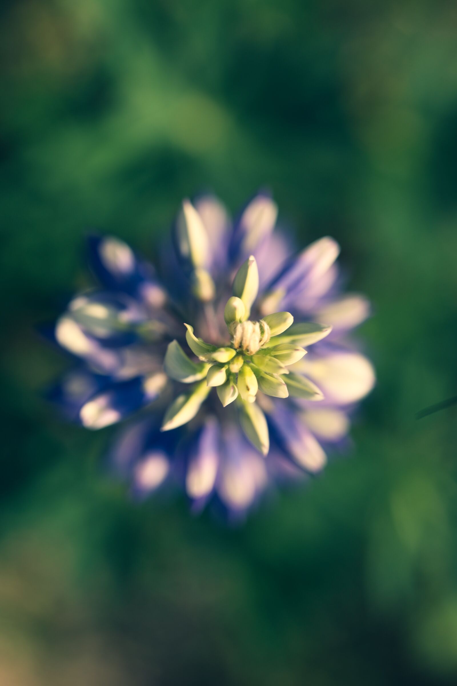 Canon EOS R + Canon EF 100mm F2.8L Macro IS USM sample photo. Lupin, flower, nature photography