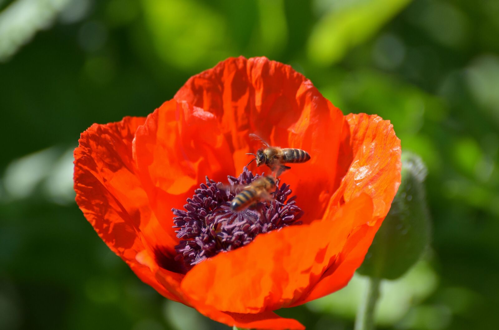 Nikon D7000 sample photo. Poppy, riesen, bees photography