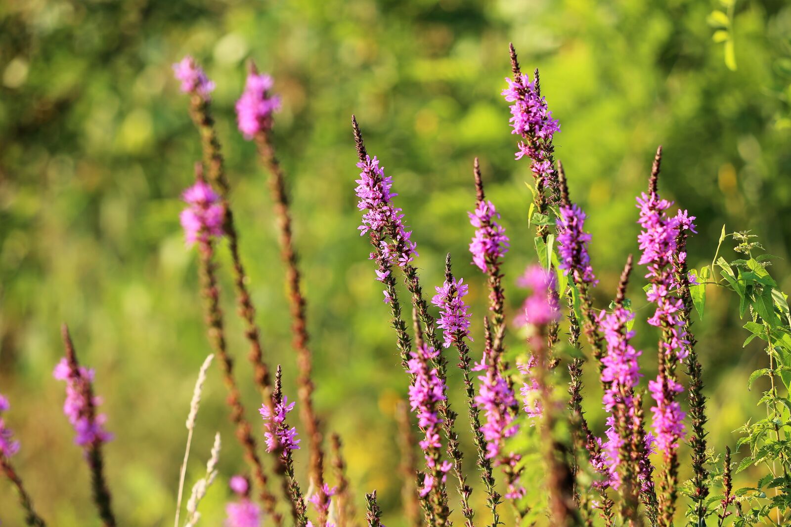 Canon EF 70-300 F4-5.6 IS II USM sample photo. Red fox speedwell, veronica photography