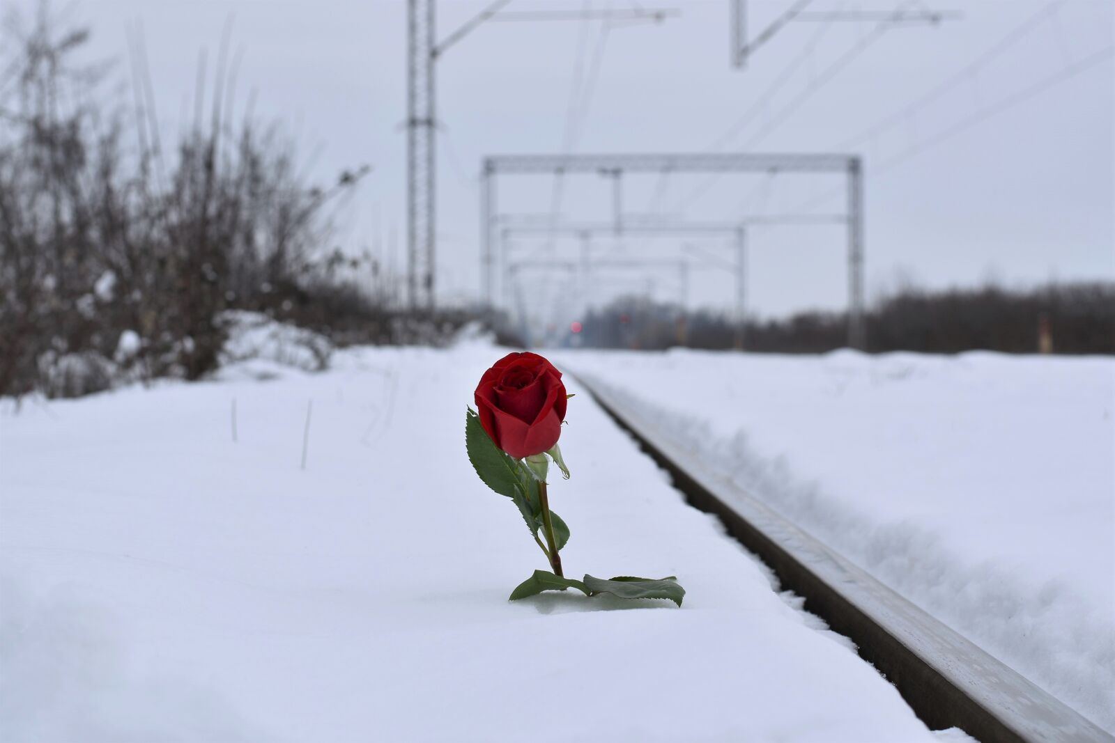 Nikon D5600 sample photo. Red rose in snow photography