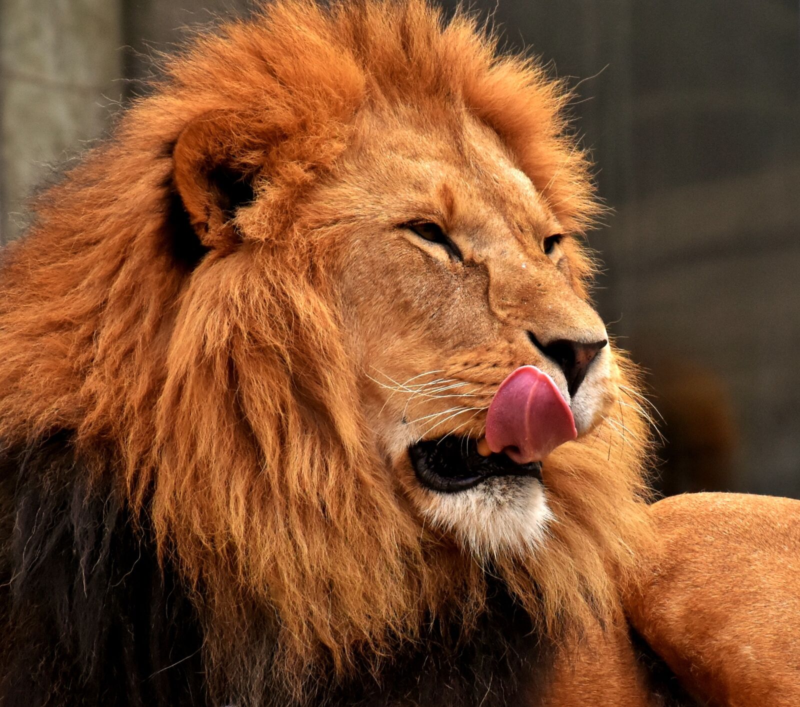 Nikon D7200 sample photo. Lion, predator, dangerous photography