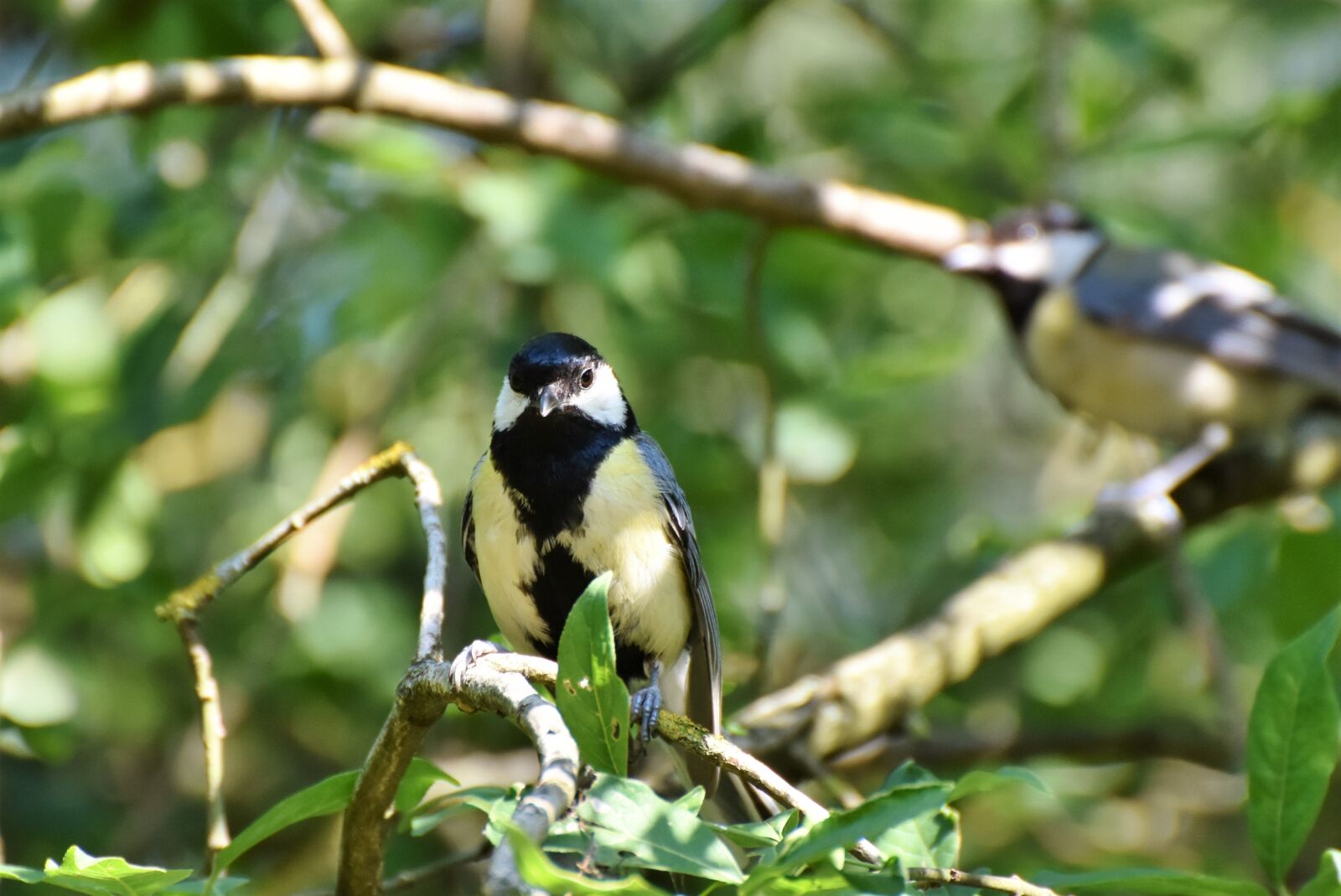 Nikon D7200 sample photo. Tit, songbird, bird photography