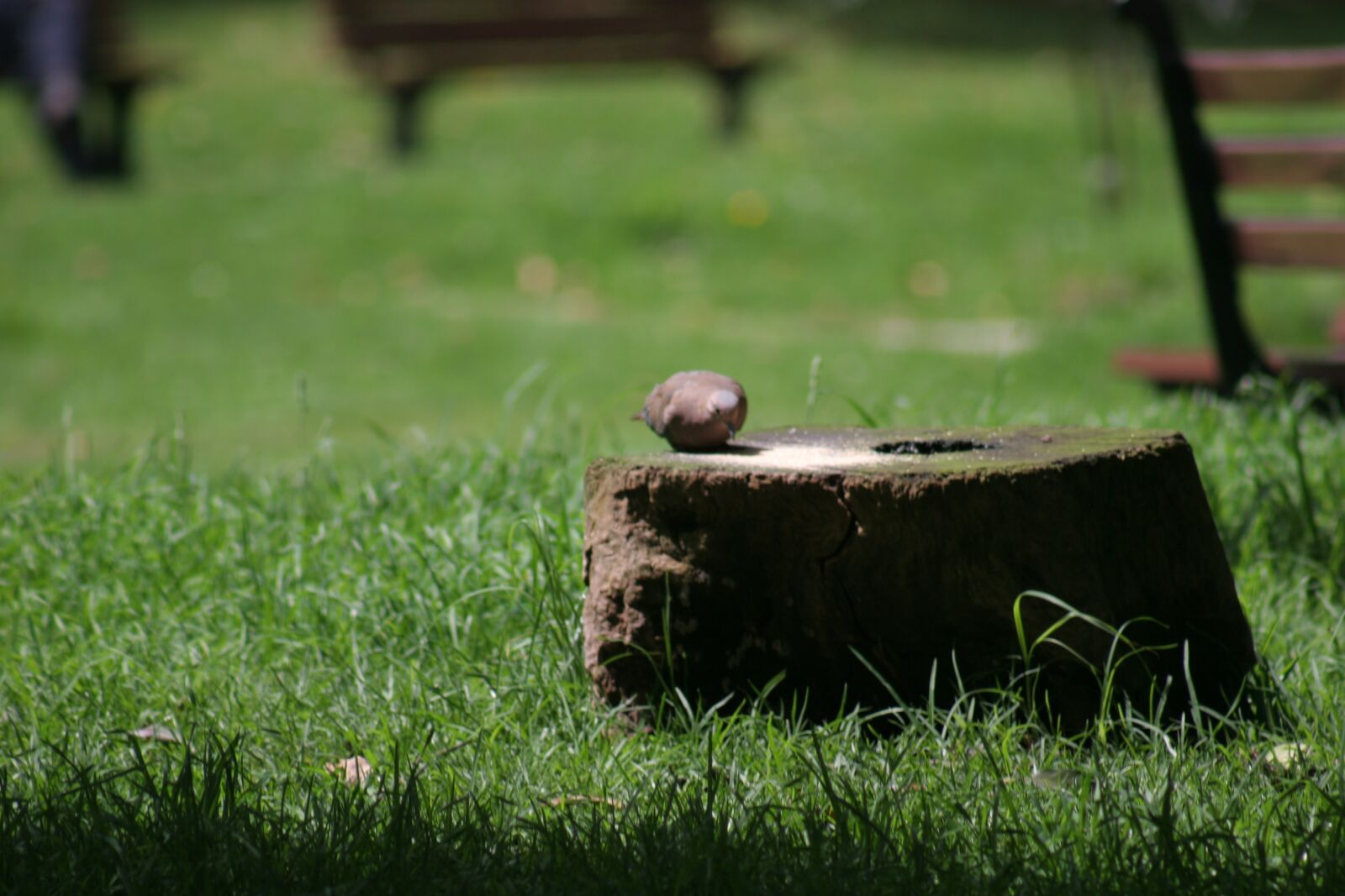 Canon EOS 20D sample photo. Loneliness, nature, birds photography