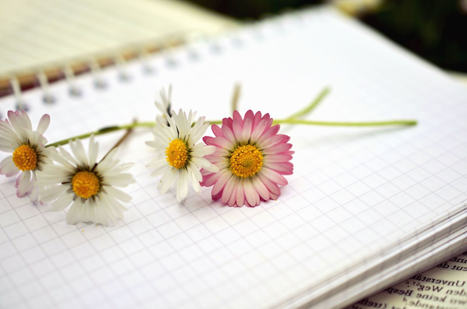 Nikon D5100 sample photo. Daisy, flower, plant, petal photography
