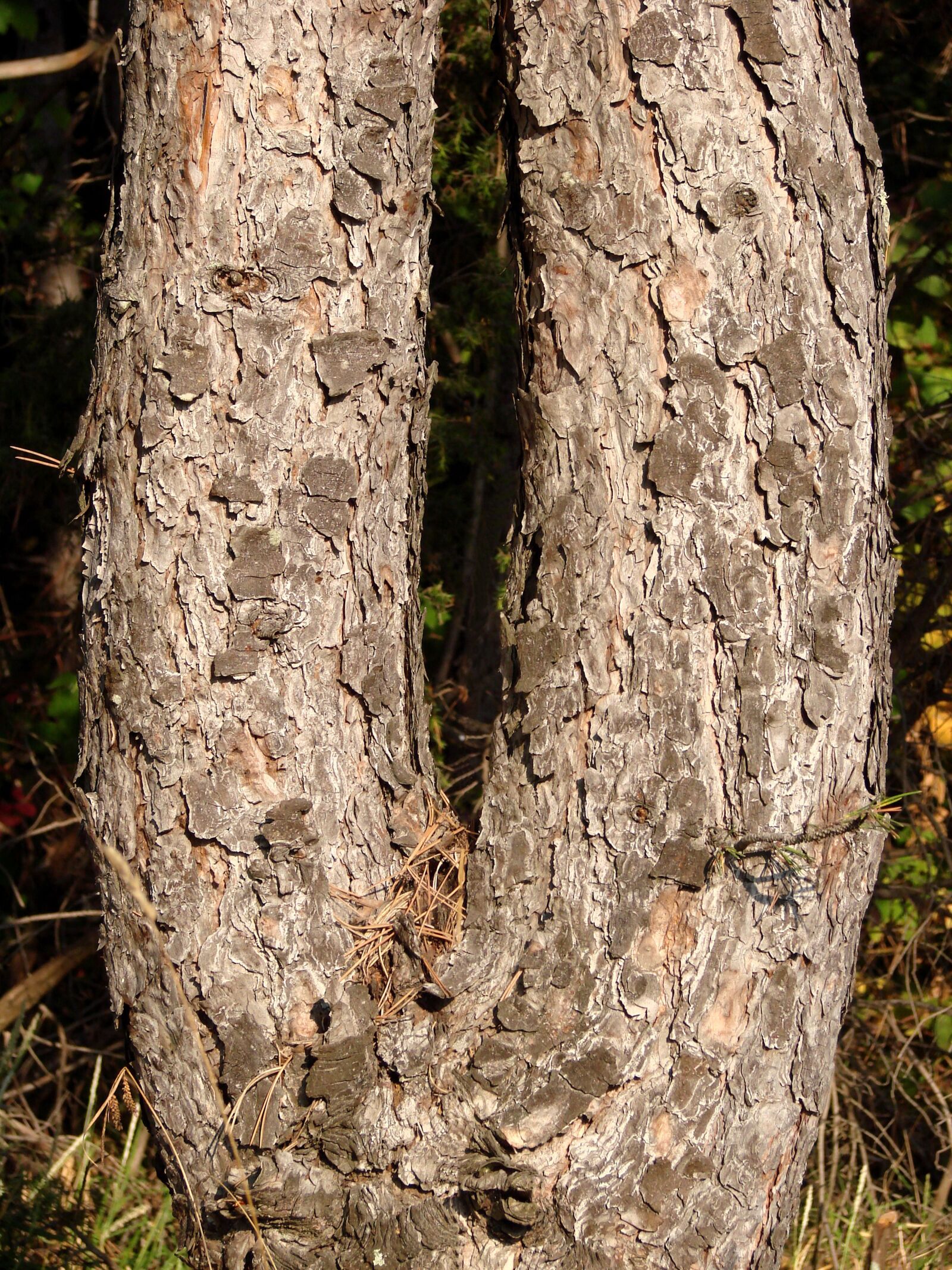 Sony DSC-H5 sample photo. Wood, nature, tree photography