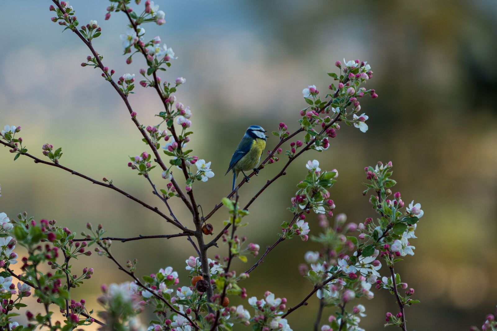 Canon EOS 6D Mark II sample photo. Blue tit, tit, bird photography