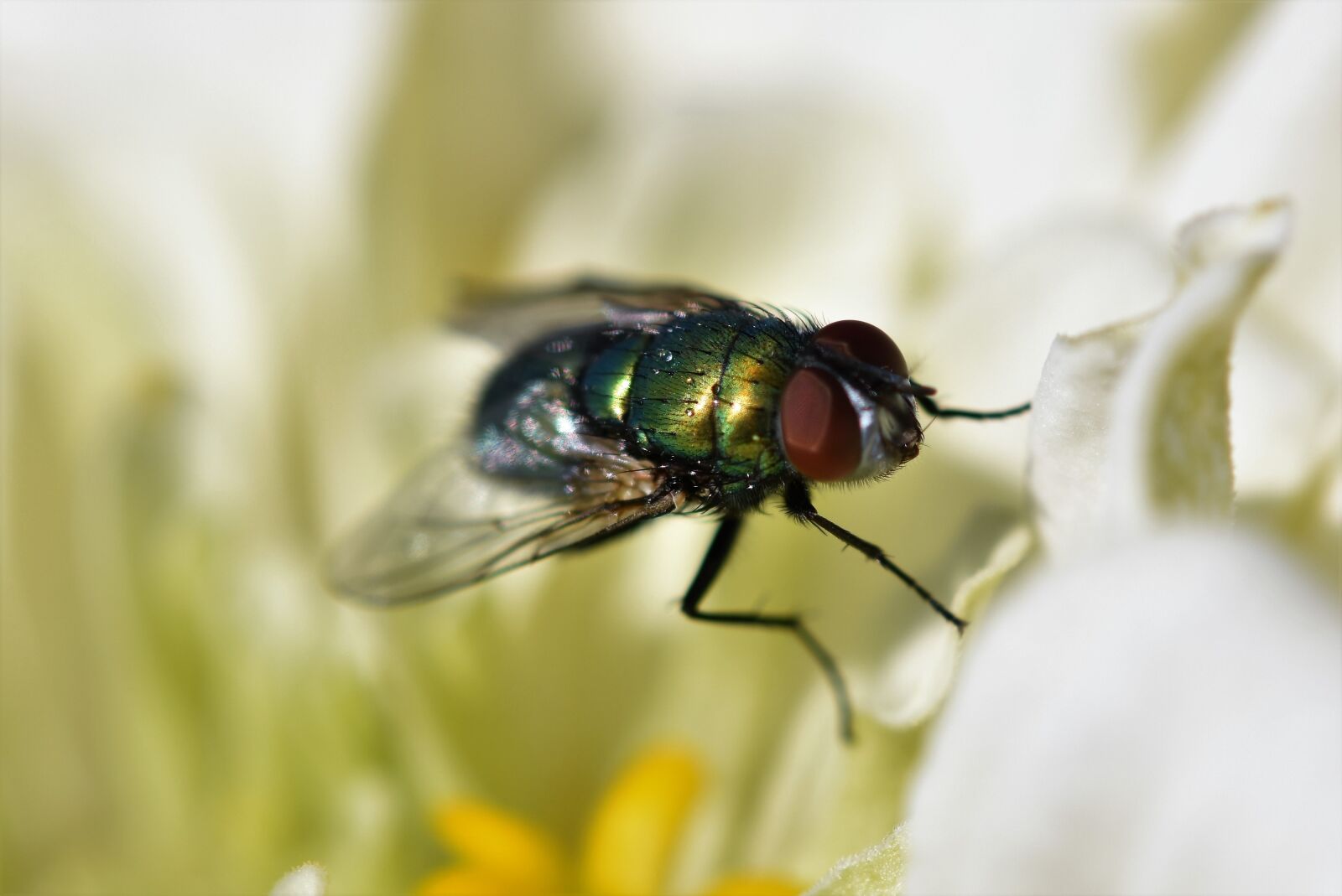 Nikon D7200 sample photo. Fly, insect, compound eyes photography