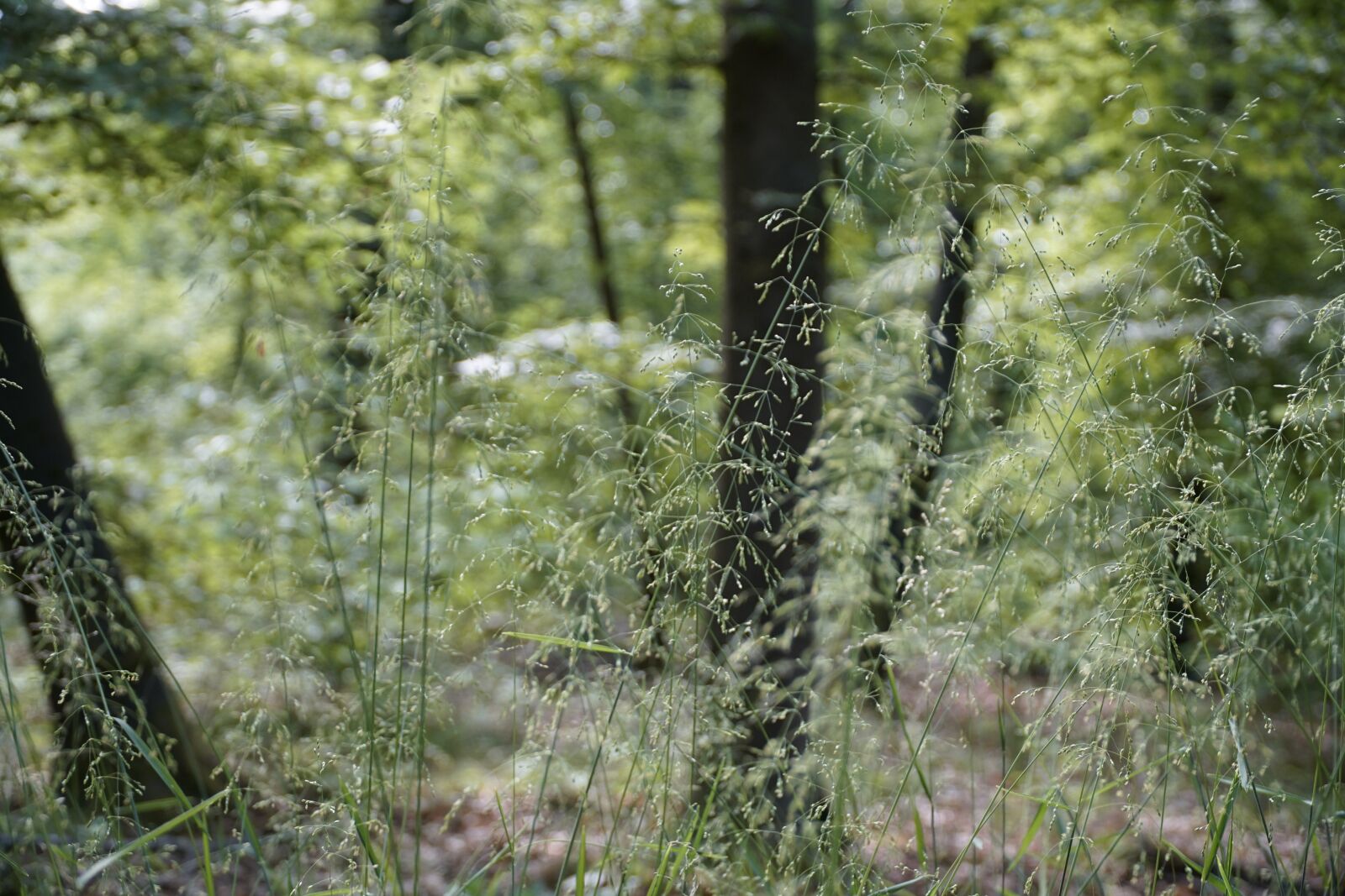 Sony a7R II sample photo. Summer, grass, forest photography