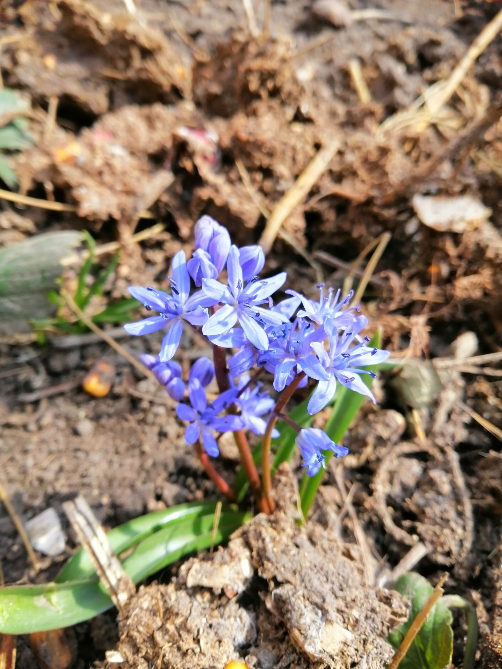 HUAWEI INE-LX1 sample photo. Flower, flowers, spring photography