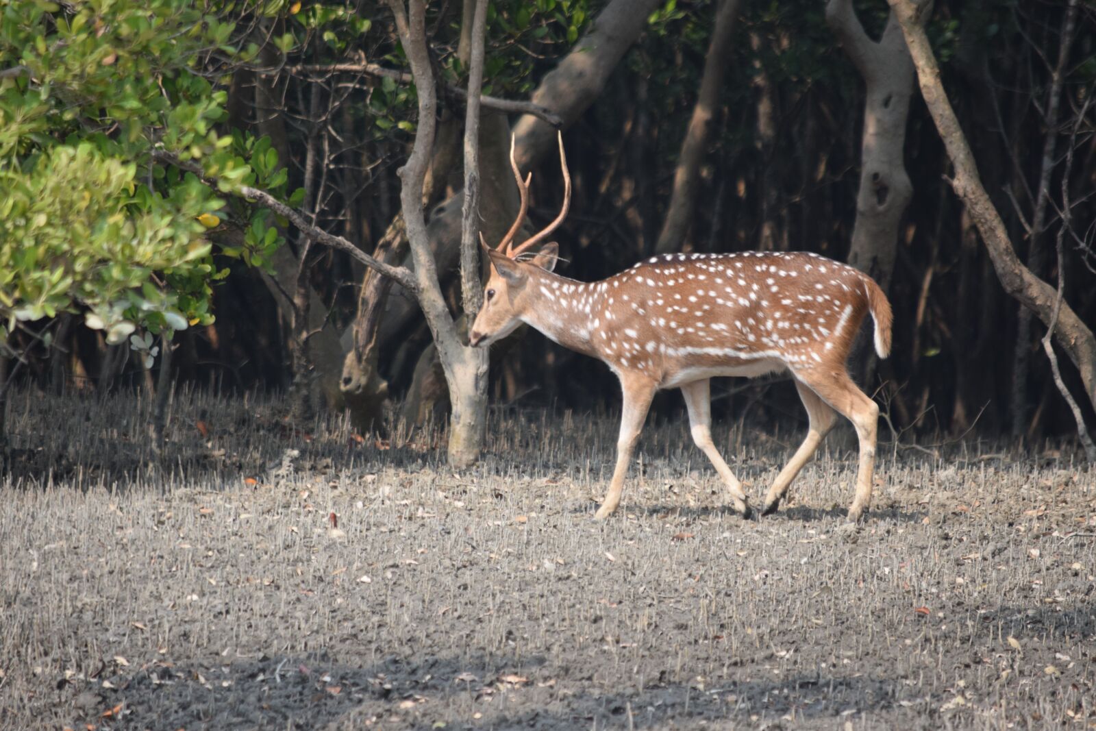 Nikon D3300 sample photo. Sundarban, forrest, wildlife photography