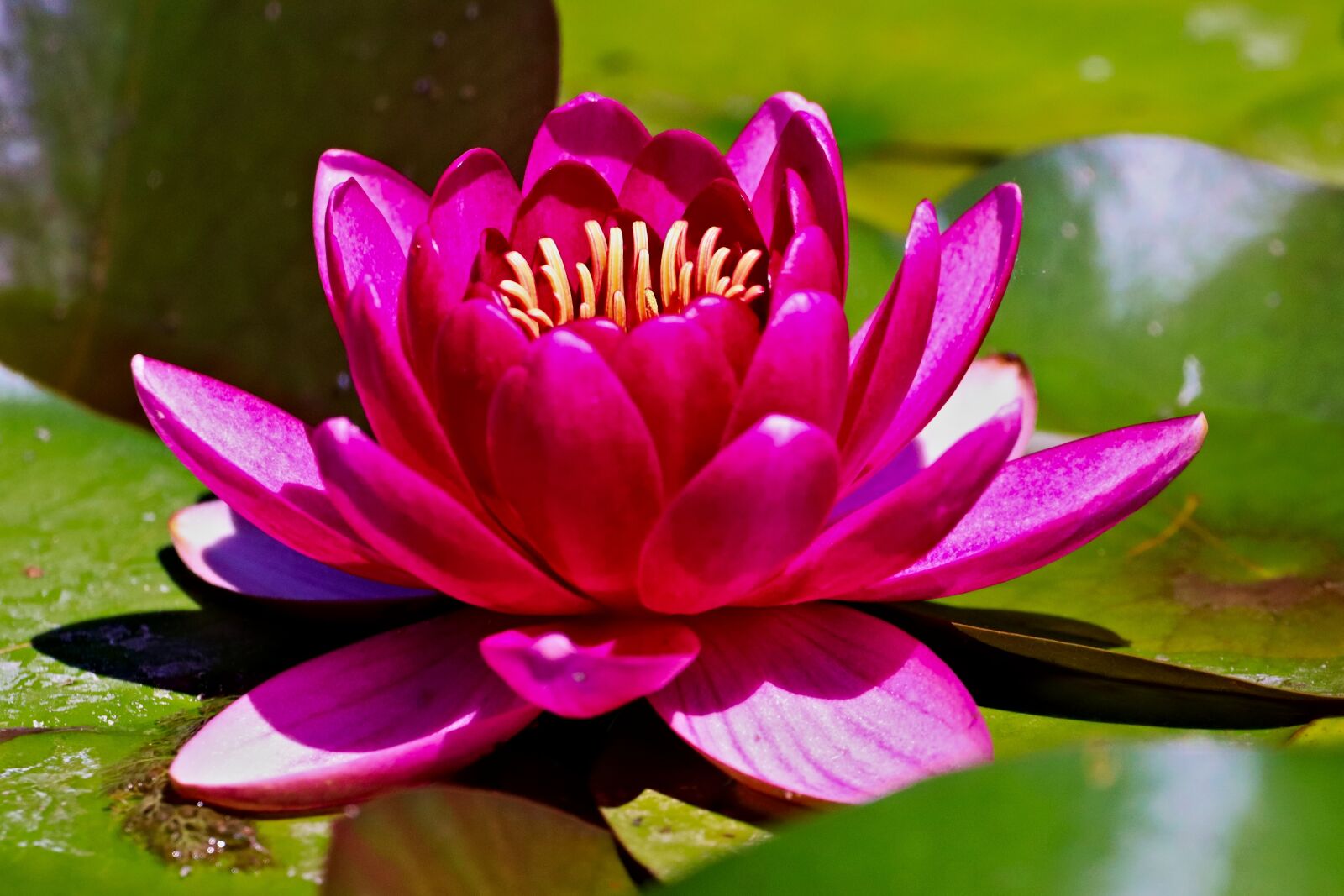 Canon EOS 77D (EOS 9000D / EOS 770D) sample photo. Waterlily, flower, water photography