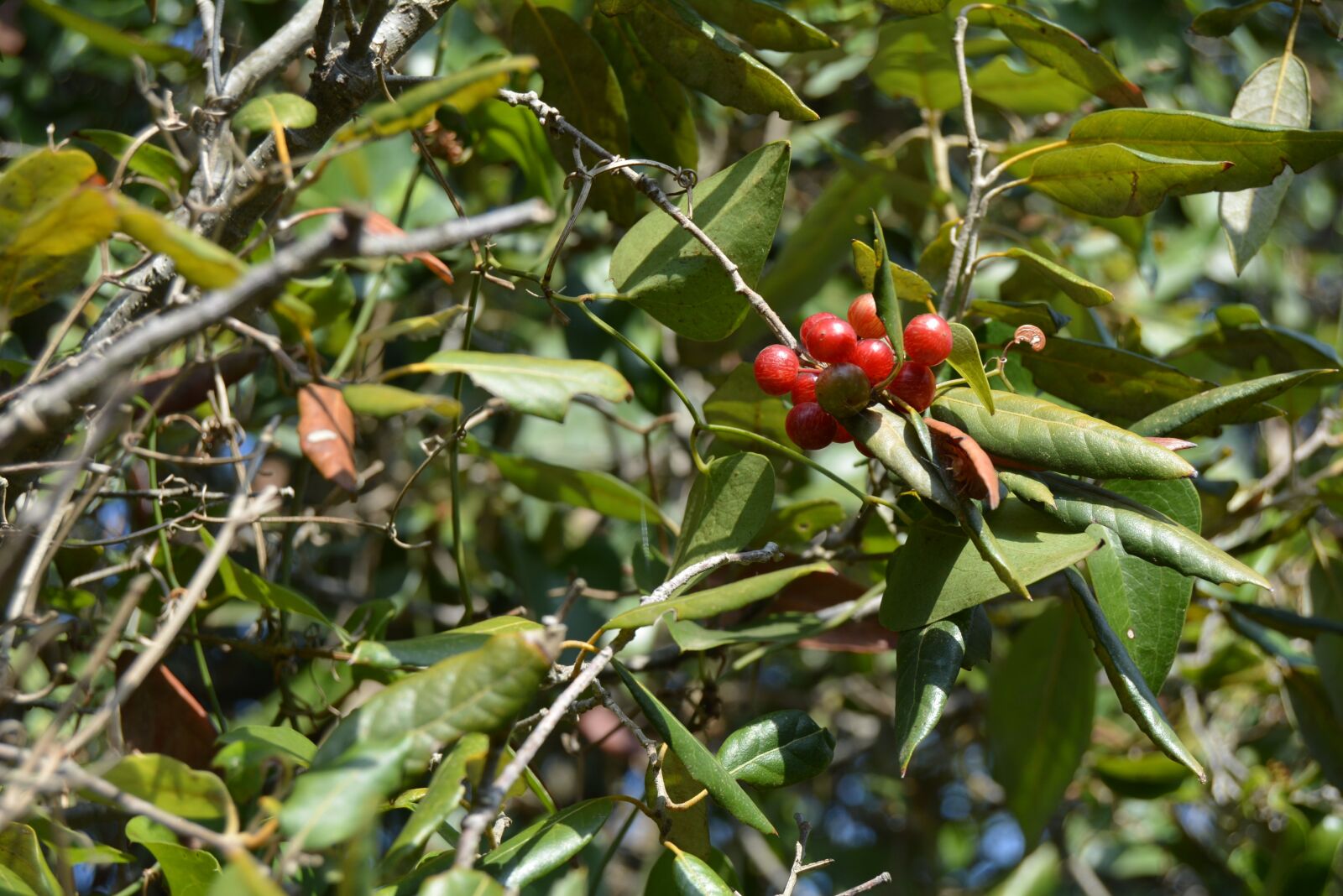 Nikon D5200 sample photo. Plant, berry, red photography