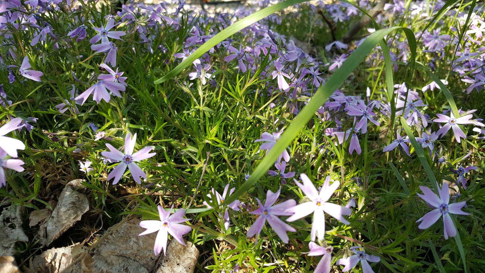 Samsung Galaxy S6 sample photo. Flower, plant, nature photography