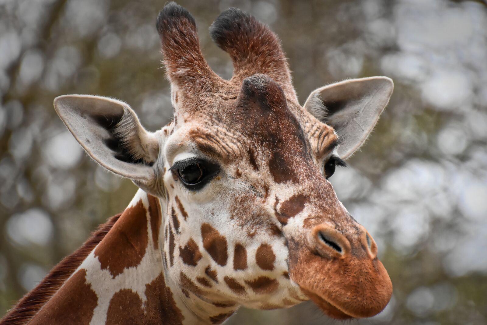 Nikon D7200 sample photo. Giraffe, zoo, animal photography