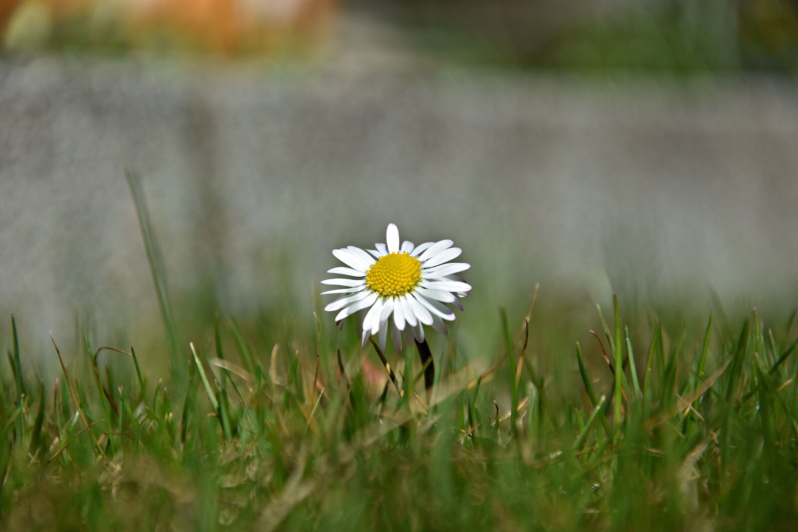 Nikon D3400 sample photo. Grass, nature, meadow photography