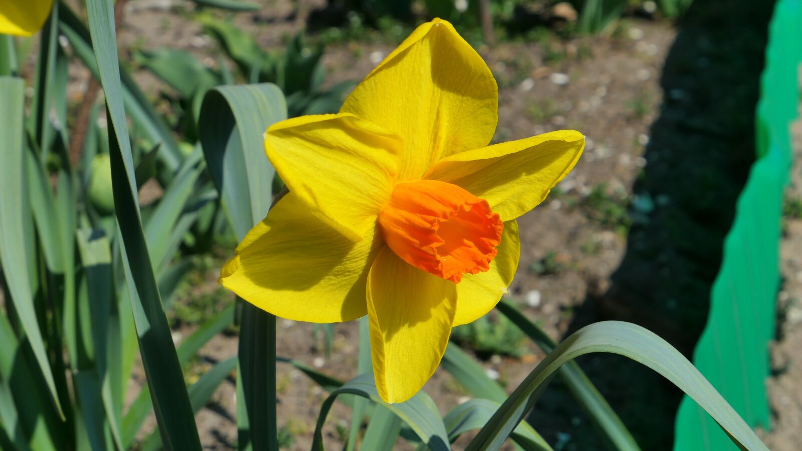 Panasonic Lumix DMC-LX10 (Lumix DMC-LX15) sample photo. Daffodil, narcissus, flower photography