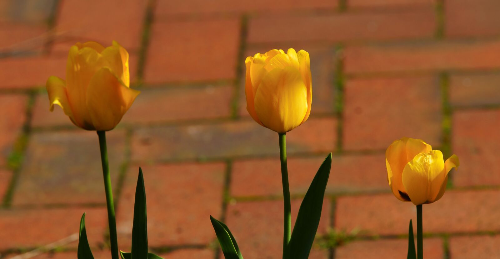 Minolta AF 200mm F2.8 HS-APO G sample photo. Nature, flower, leaf photography