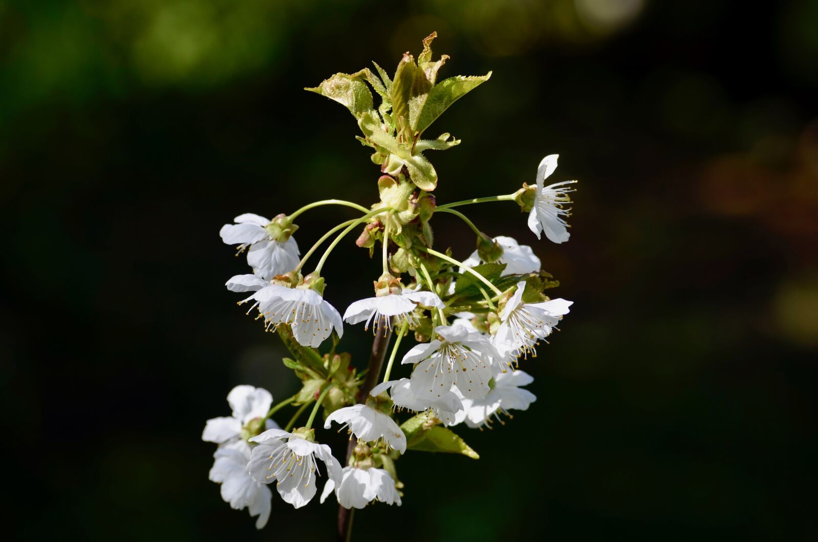 Nikon D5100 sample photo. Cherry, cherry blossom, cherry photography