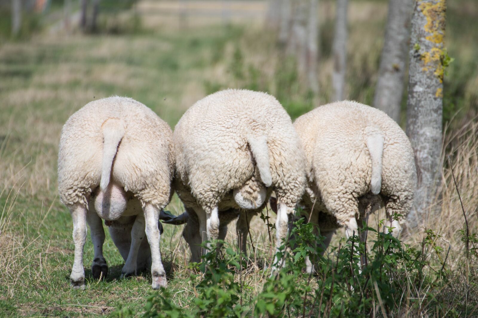 Canon EOS 6D Mark II sample photo. Sheep, wool, meadow photography