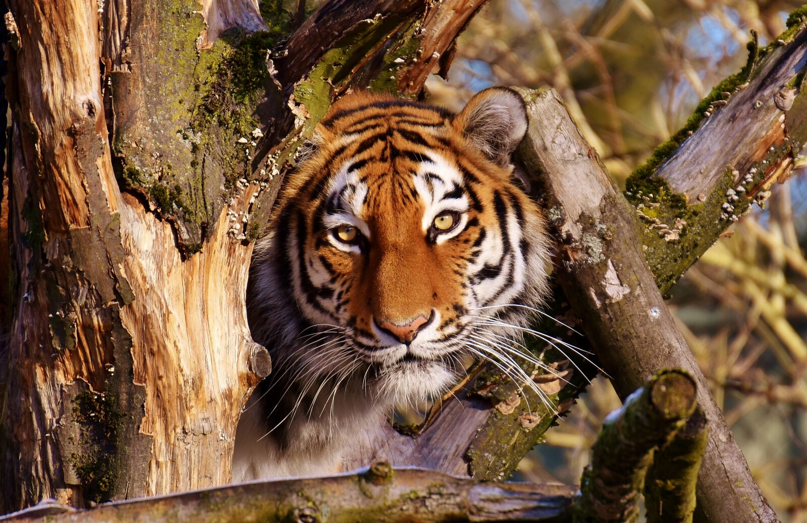 Nikon D7200 sample photo. Tiger, predator, lurking photography