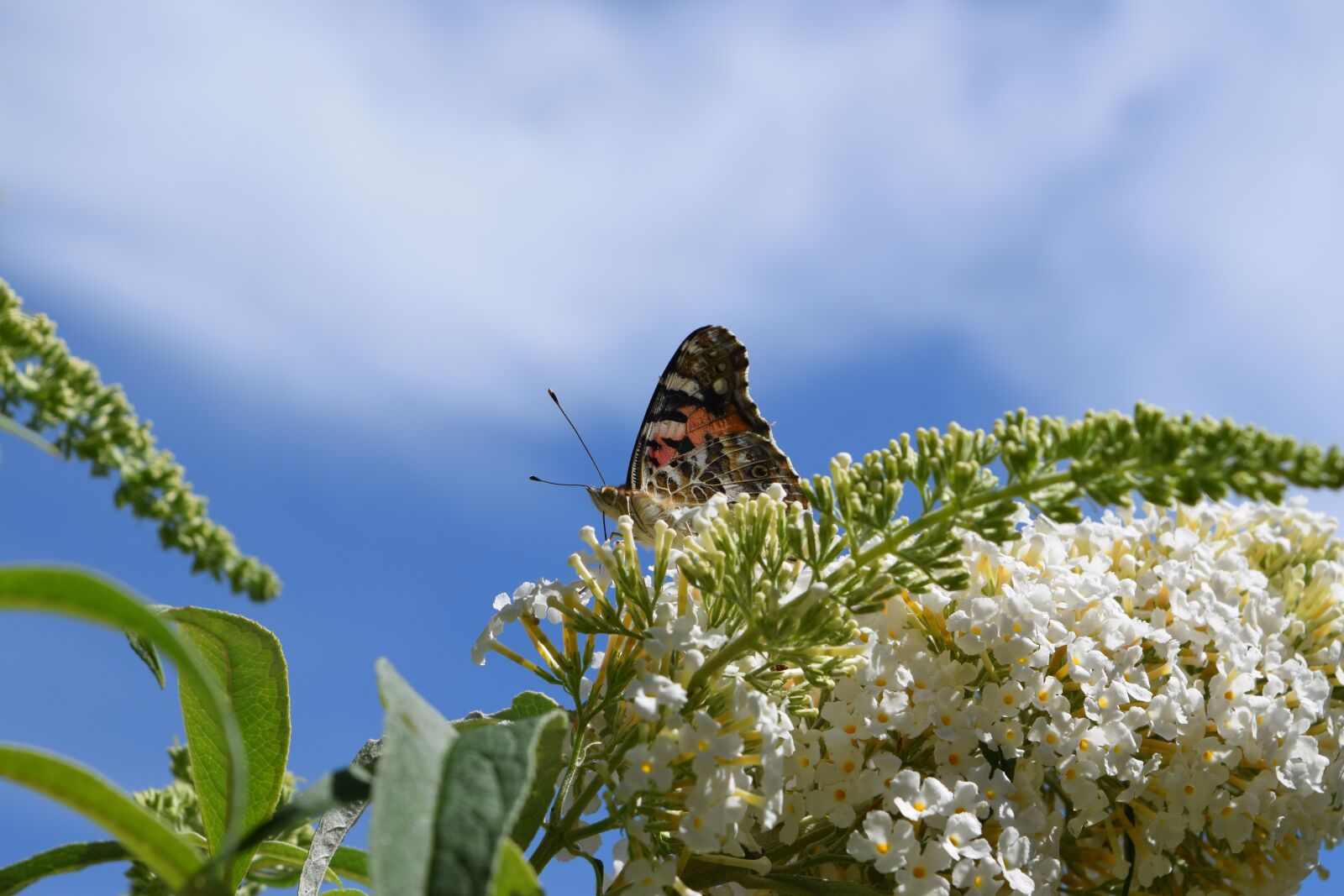 Nikon D3300 sample photo. Butterfly, flower, blossom photography