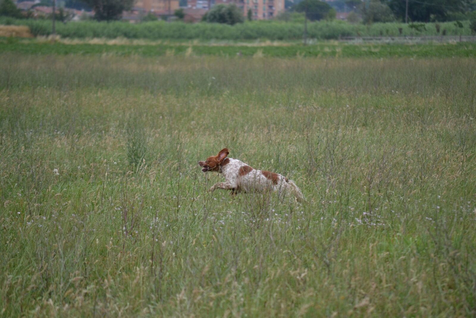 Nikon D3100 sample photo. Epagneul breton, hunting, dog photography