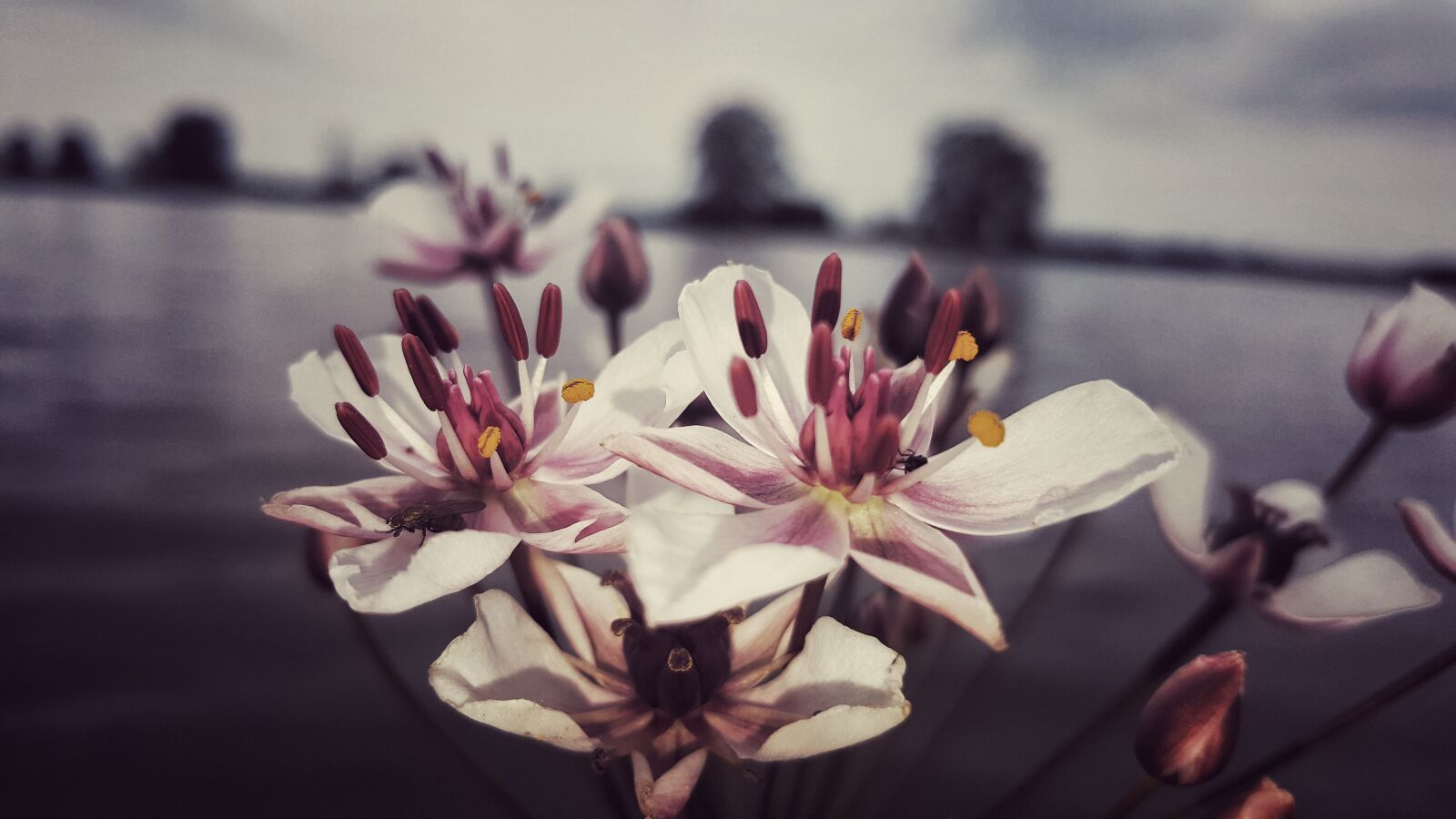 Samsung Galaxy S6 sample photo. White, orchid photography