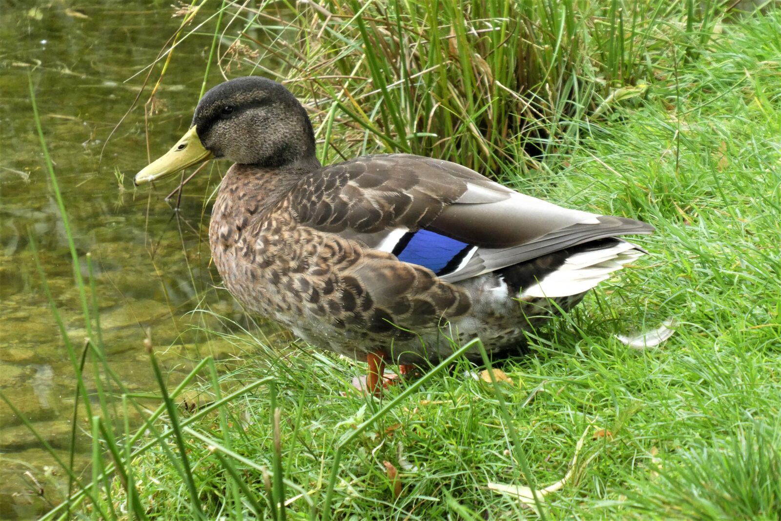 Panasonic Lumix DC-ZS70 (Lumix DC-TZ90) sample photo. Duck, bird, feathers photography
