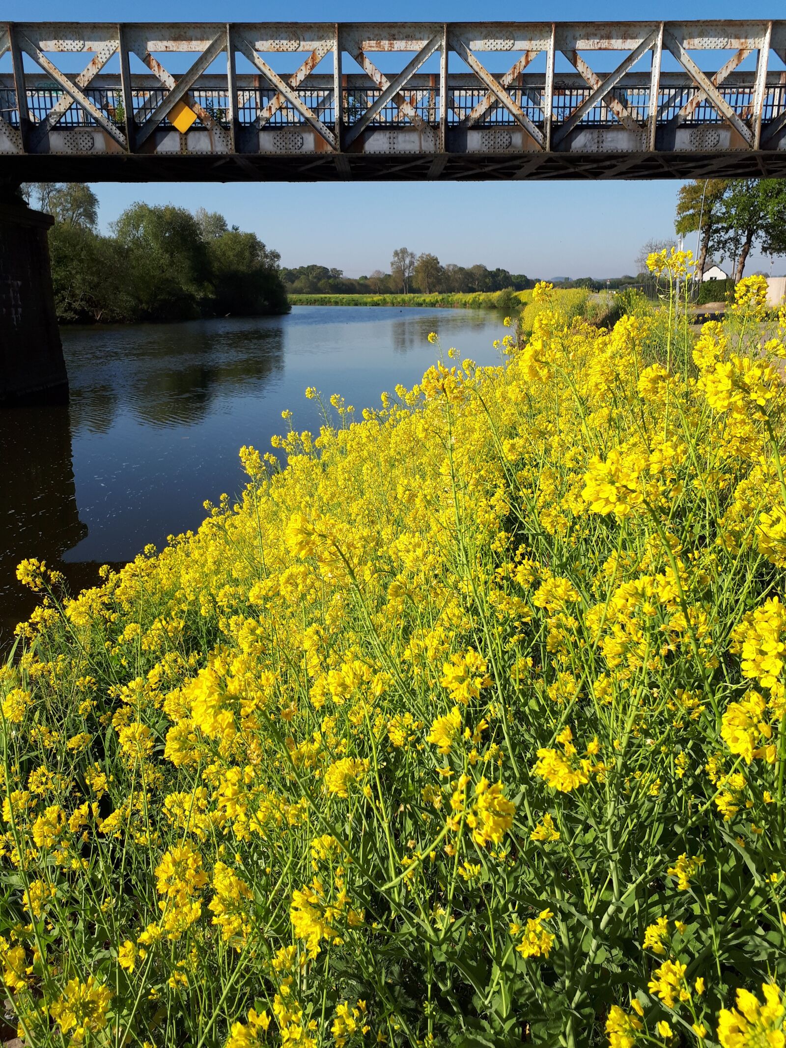 Samsung Galaxy A5(2017) sample photo. Yellow flower, river, bridge photography