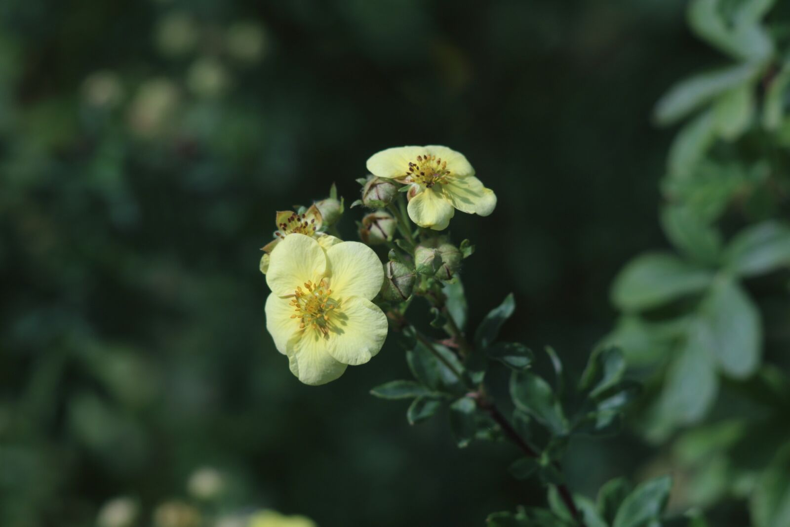 Canon EOS 1200D (EOS Rebel T5 / EOS Kiss X70 / EOS Hi) sample photo. Nature, plant, flower photography