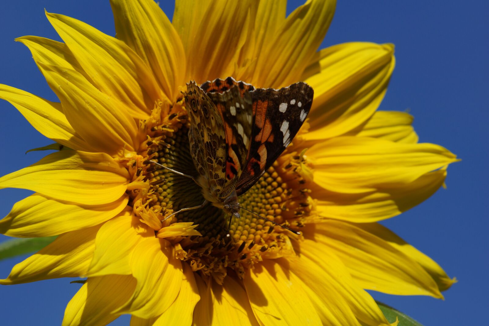 Sony SLT-A77 + Tamron SP AF 90mm F2.8 Di Macro sample photo. Painted lady, butterfly, sunflower photography