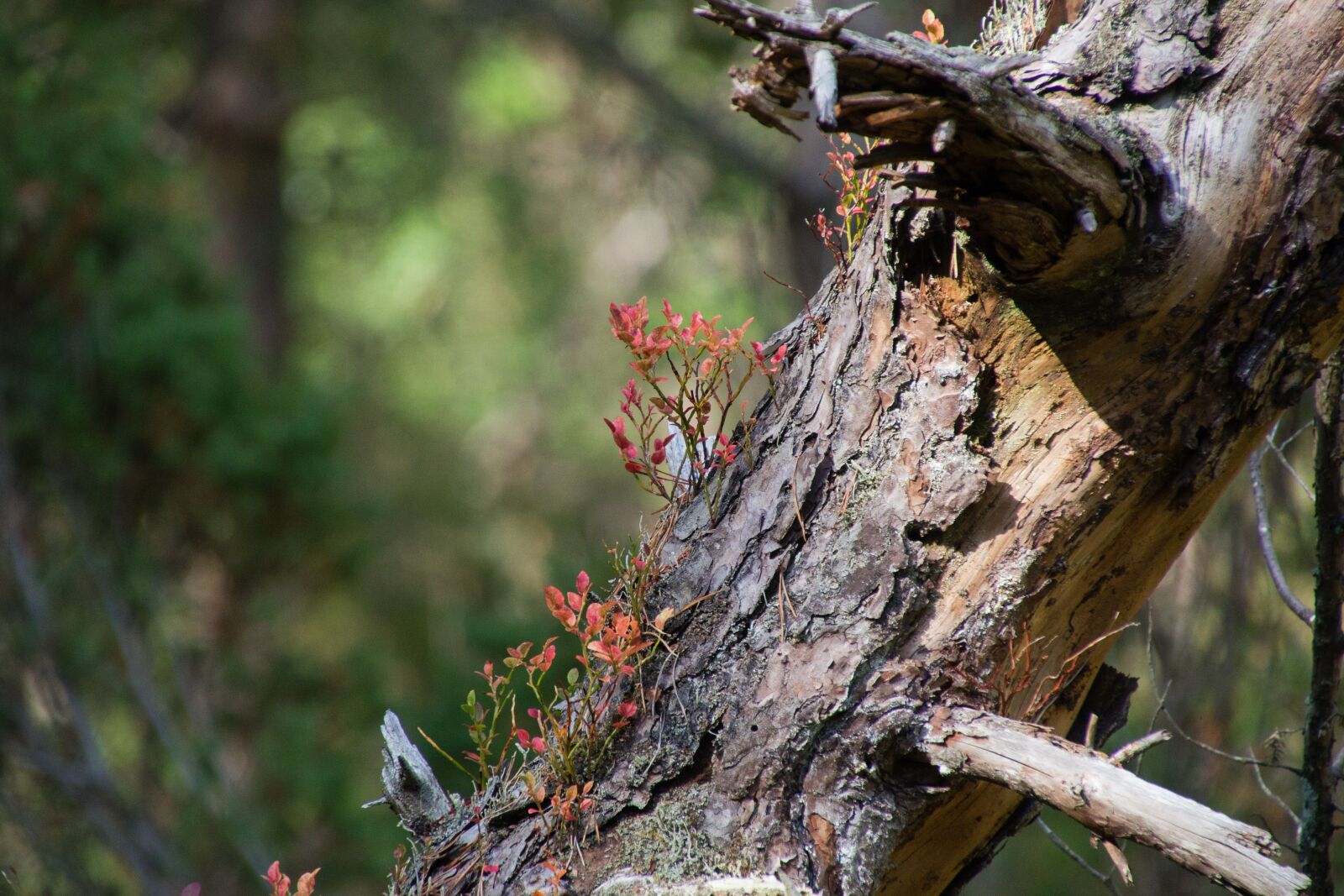 Tamron 16-300mm F3.5-6.3 Di II VC PZD Macro sample photo. Tree, stump, fallen photography