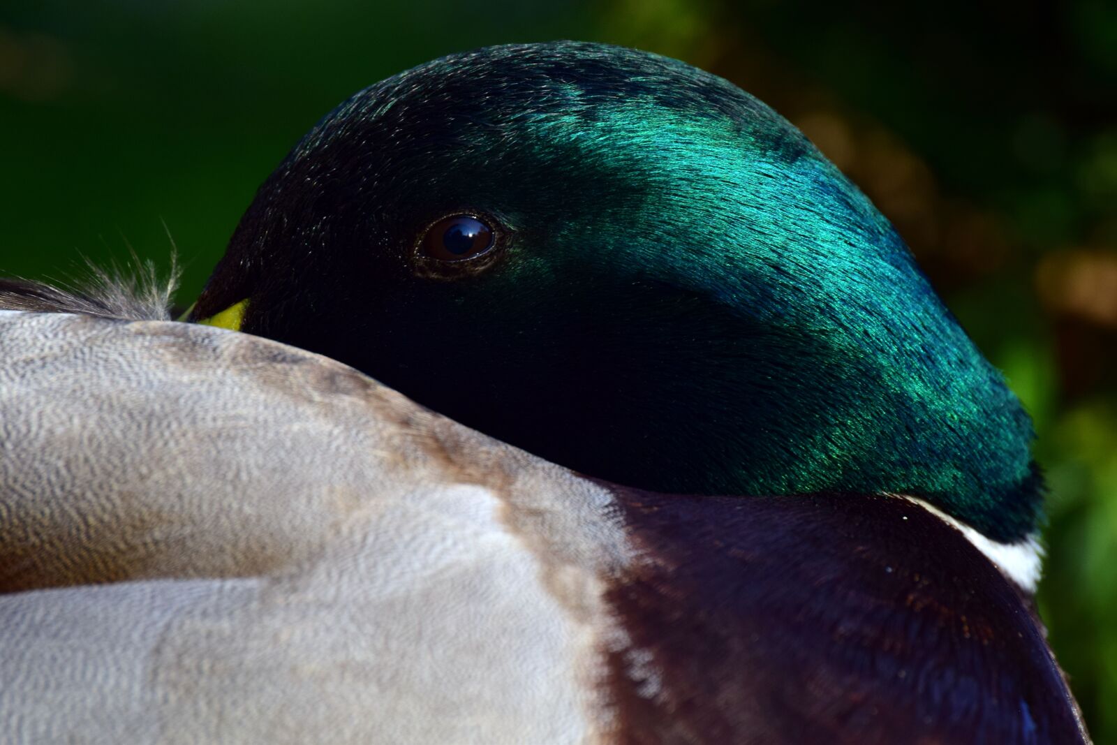Nikon D3300 sample photo. Duck, mallard, male photography
